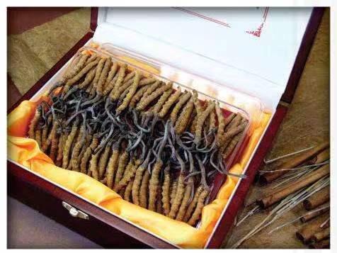 叶集冬虫夏草回收